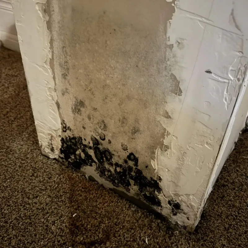 Professional Mold Removal in Nashville, TN